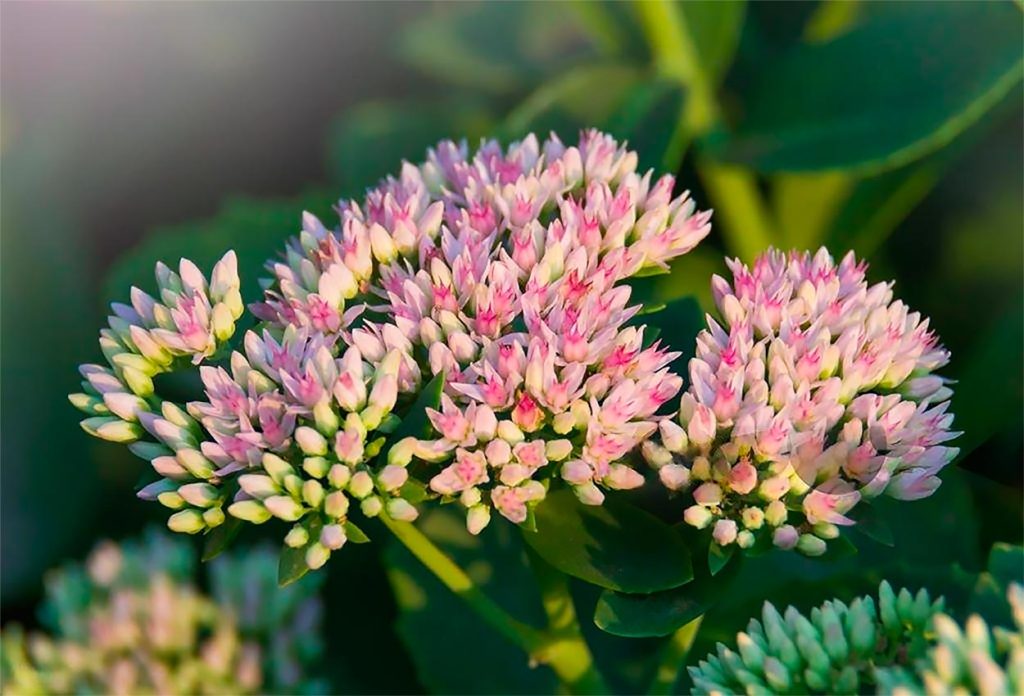 Características del Hylotelephium Spectabile