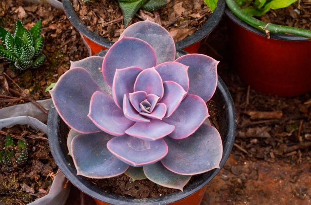 Cuidados para la Echeveria Lilacina