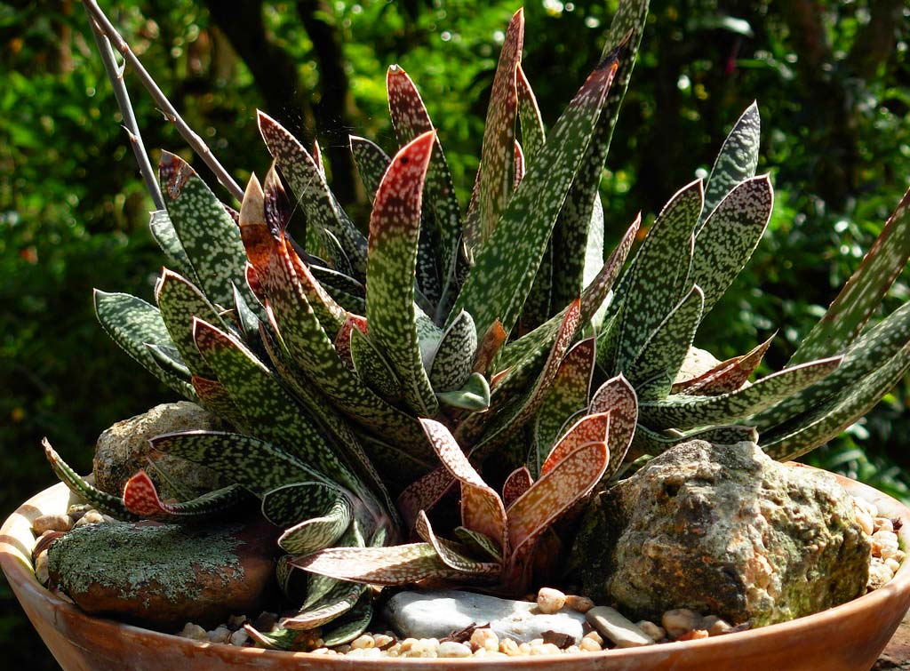 Características de la Gasteria Bicolor