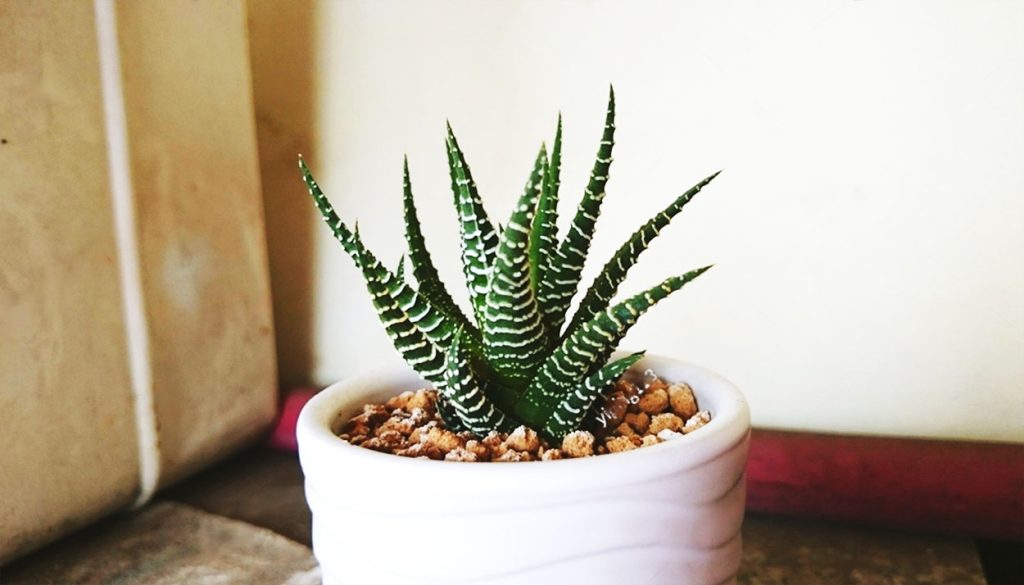 Problemas Comunes de la Planta Cebra