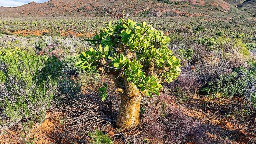 Caracteristicas de la Tylecodon Paniculatus