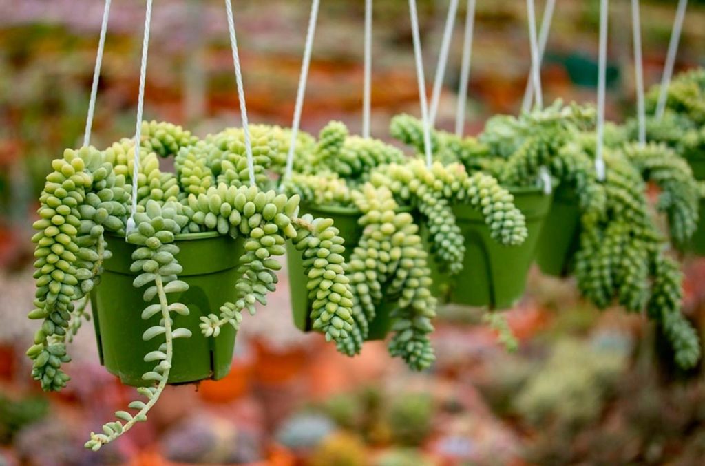 Sedum Morganianum en Exteriores