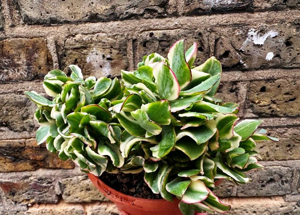 Crassula Arborescens en Exteriores