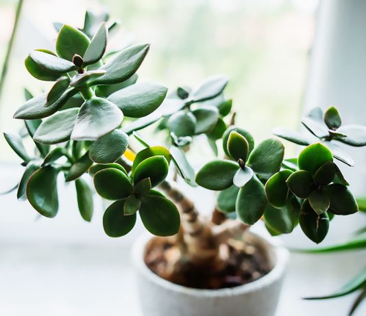 Crassula Ovata o Árbol de Jade