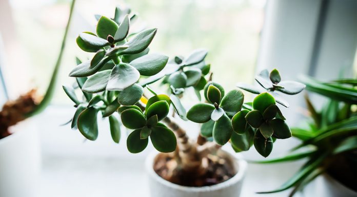 Crassula Ovata o Árbol de Jade