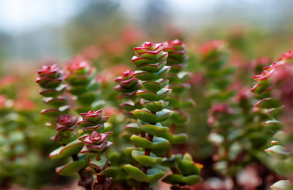 Como Propagar Crassula Perforata