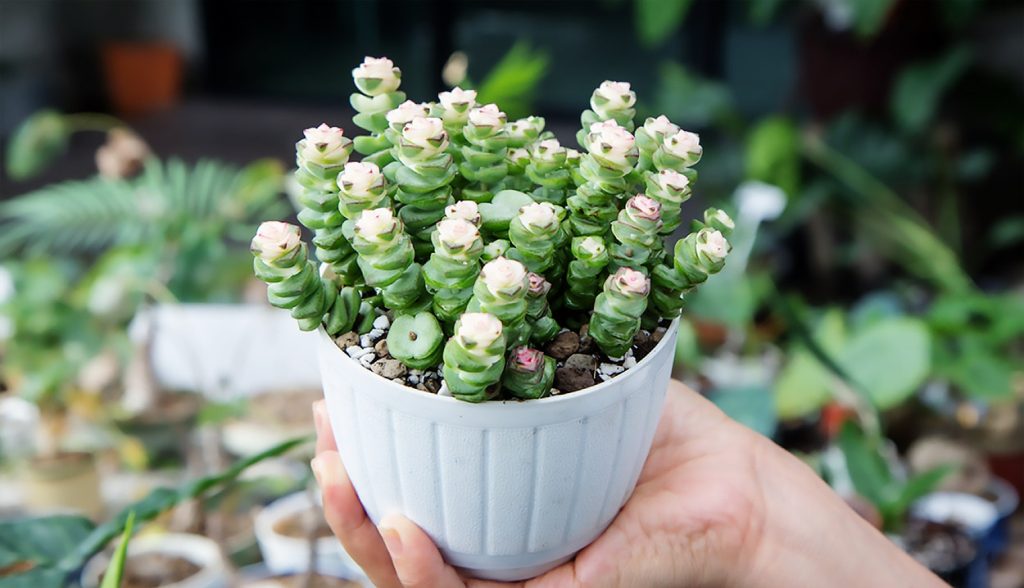 Crassula Perforata o Cadena de Botones