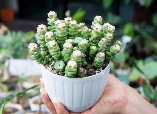 Crassula Perforata (Cadena de Botones): Cuidados y Tipos Crassula Perforata o Cadena de Botones