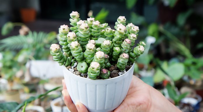 Crassula Perforata o Cadena de Botones