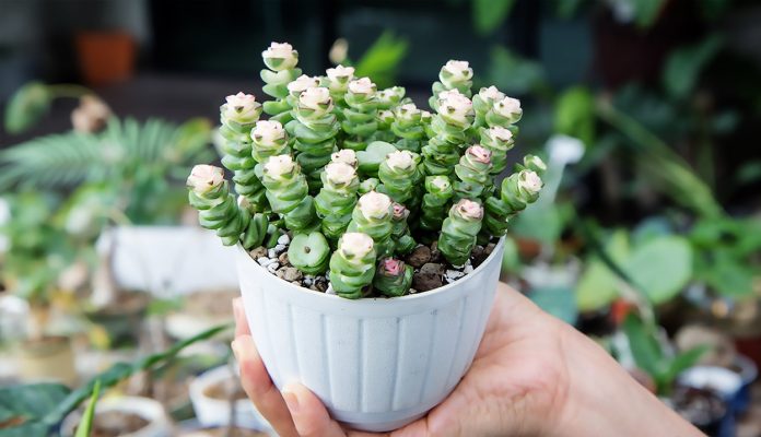 Crassula Perforata o Cadena de Botones