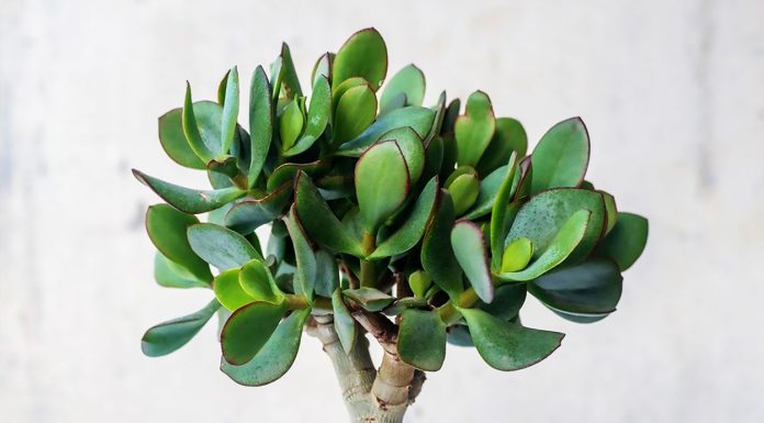 Crassula Arborescens