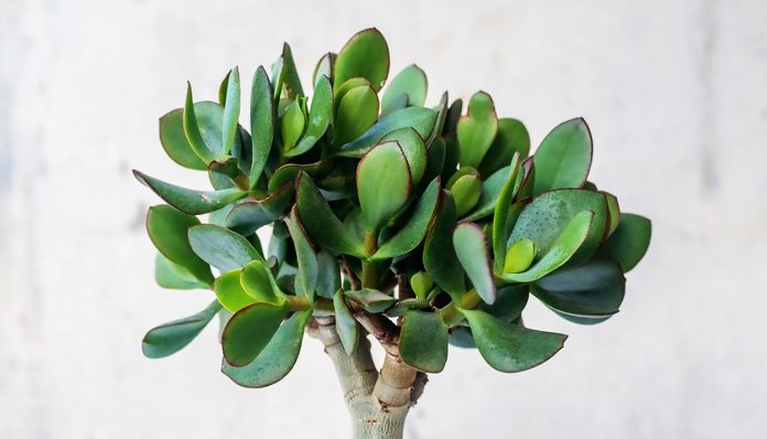Crassula Arborescens