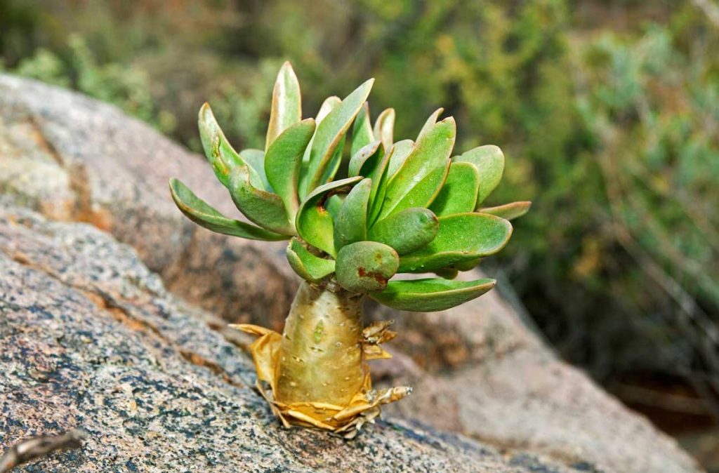 Cuidados de Tylecodon Paniculatus