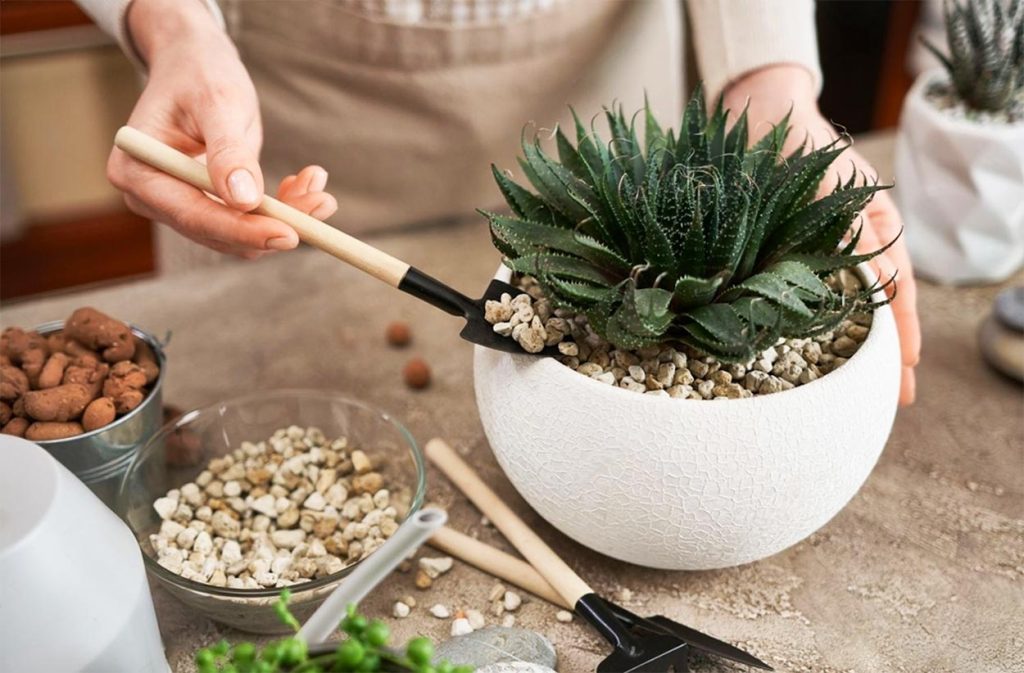 Propagación de Aloe Aristata