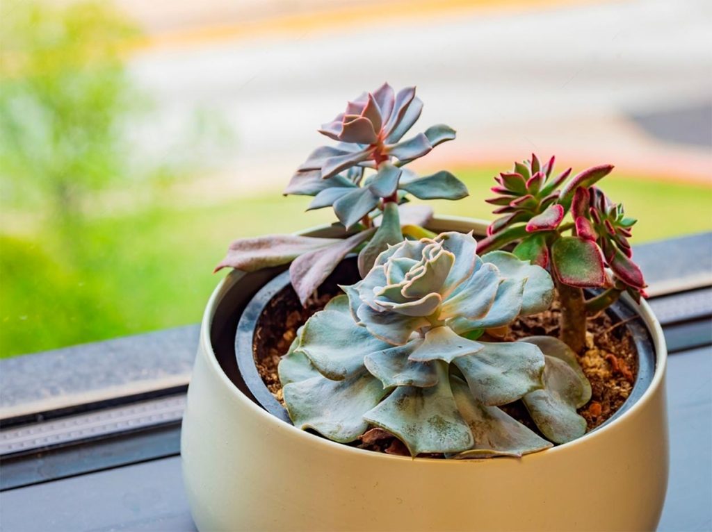 Echeveria Fantasma con otras Suculentas