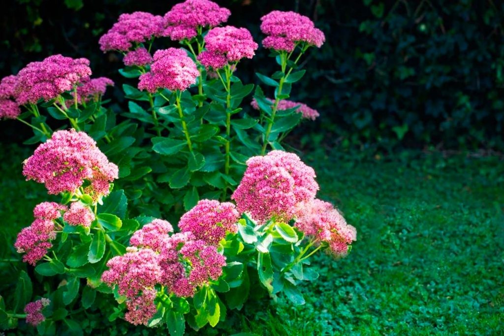 Cuidados del Hylotelephium Spectabile