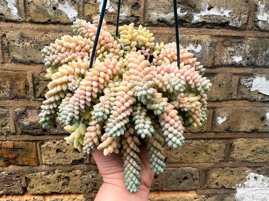 Cuidados del Sedum Morganianum