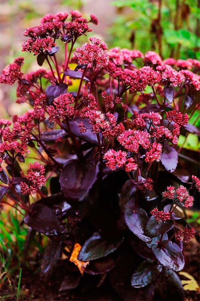 Decoración con Hylotelephium Spectabile