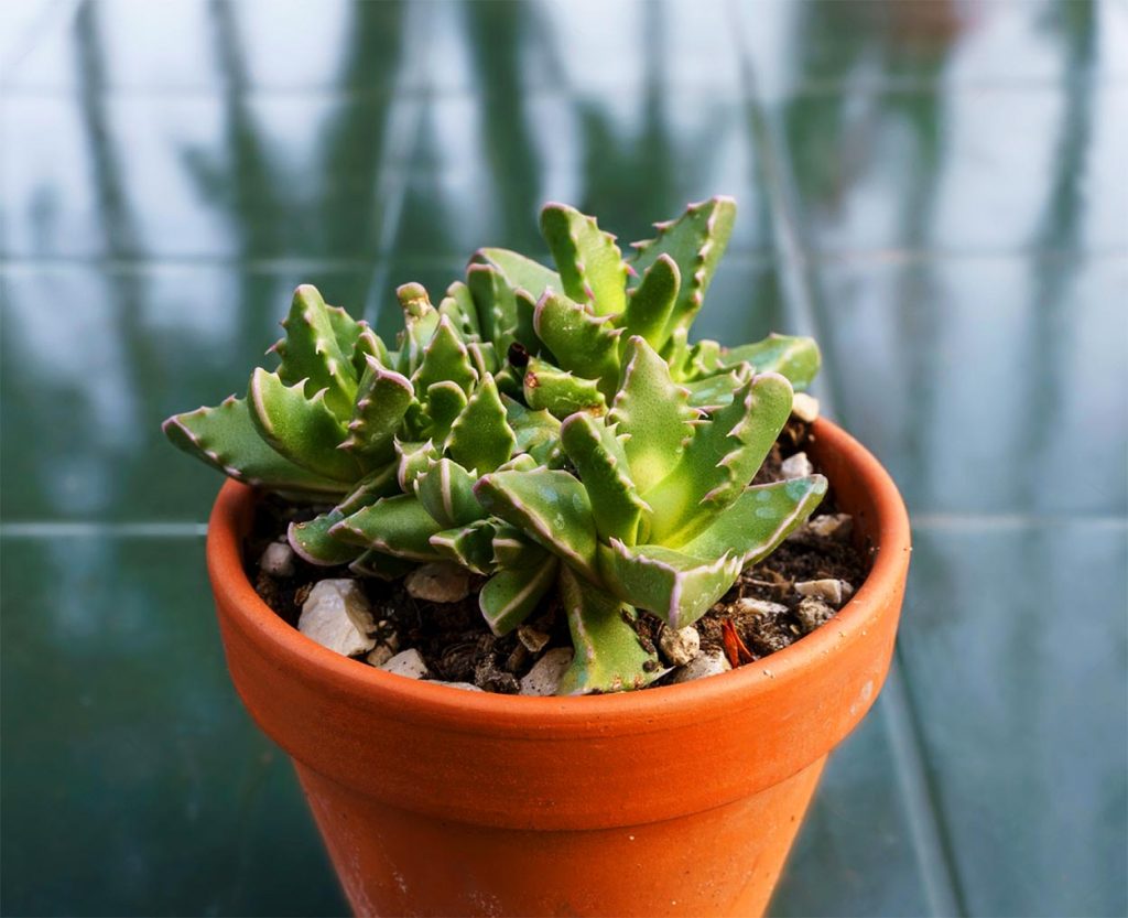 Decoracion con la Suculenta Mandíbula de Tigre