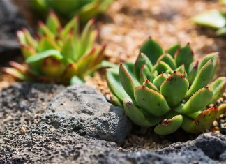 Echeveria Agavoides