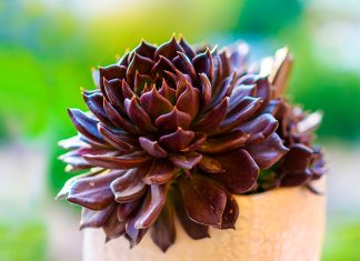 Echeveria Black Prince