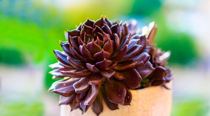 Echeveria Black Prince