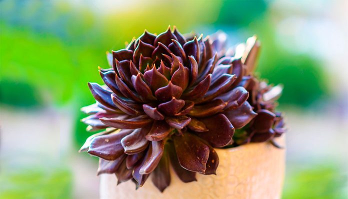 Echeveria Black Prince