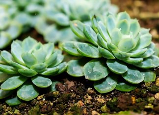 Echeveria Elegans o Rosa de Alabastro
