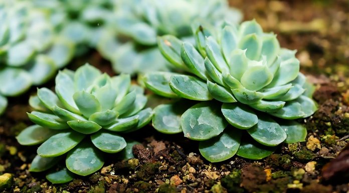 Echeveria Elegans o Rosa de Alabastro