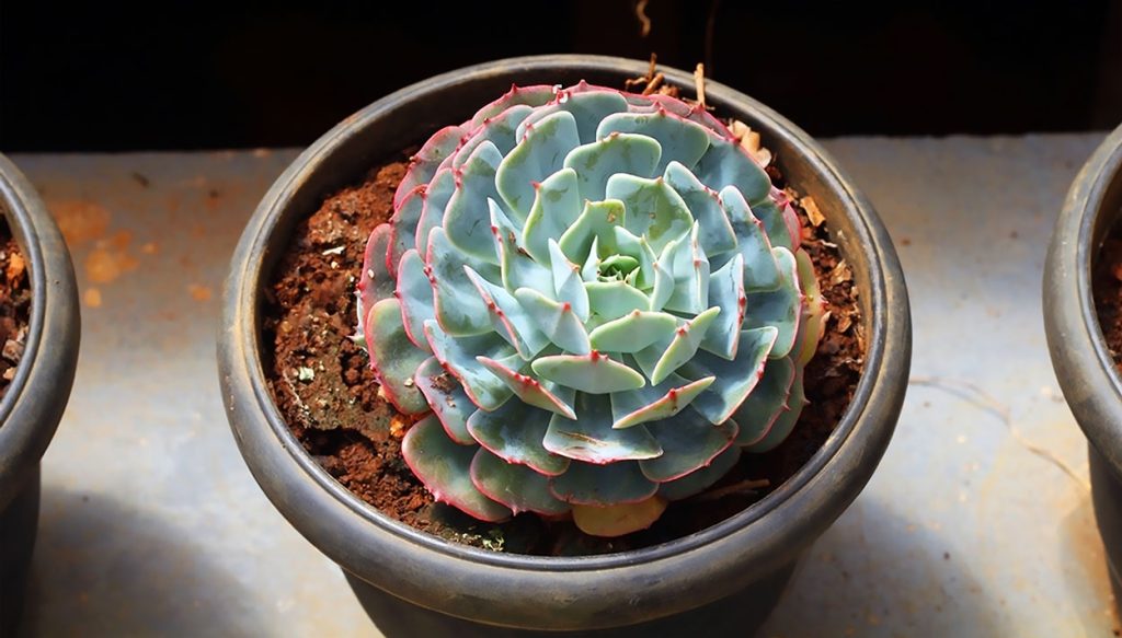 Echeveria Elegans en interiores