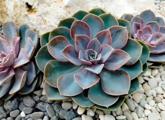 Echeveria Lilacina o Suculenta fantasma