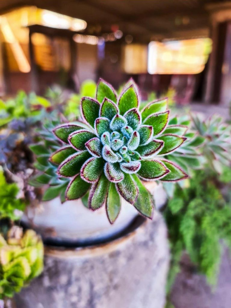 Decoración con la Echeveria Setosa o Pilosa