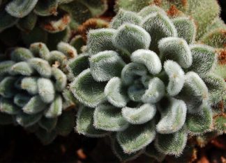 Echeveria Setosa o Pilosa