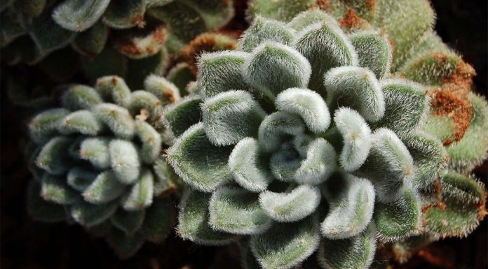 Echeveria Setosa o Pilosa