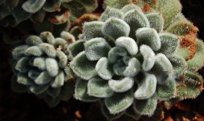 Echeveria-Setosa-o-Pilosa Echeveria Setosa o Pilosa