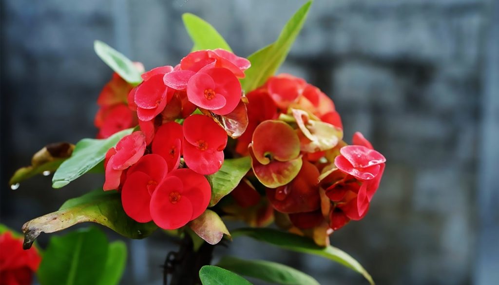 Euphorbia Milii o Planta Corona de Cristo