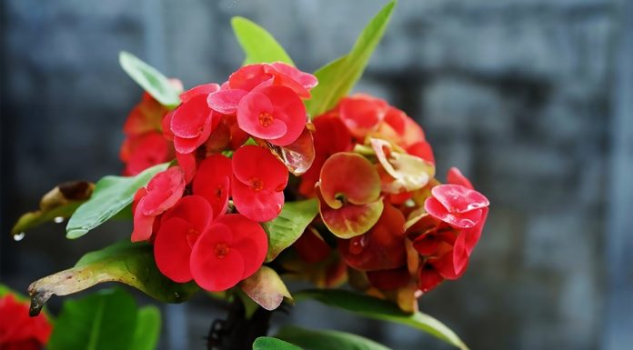 Euphorbia Milii o Planta Corona de Cristo