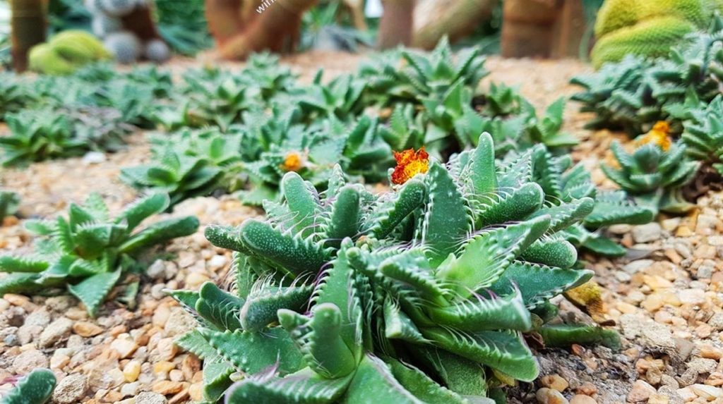 Propagación de Faucaria Tigrina