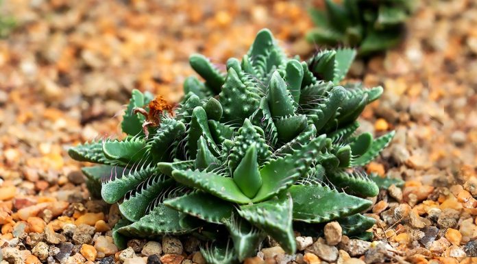 Faucaria Tigrina o Mandíbula de Tigre