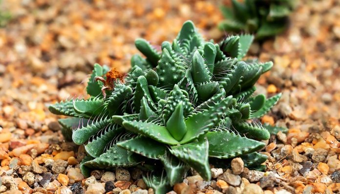 Faucaria Tigrina o Mandíbula de Tigre
