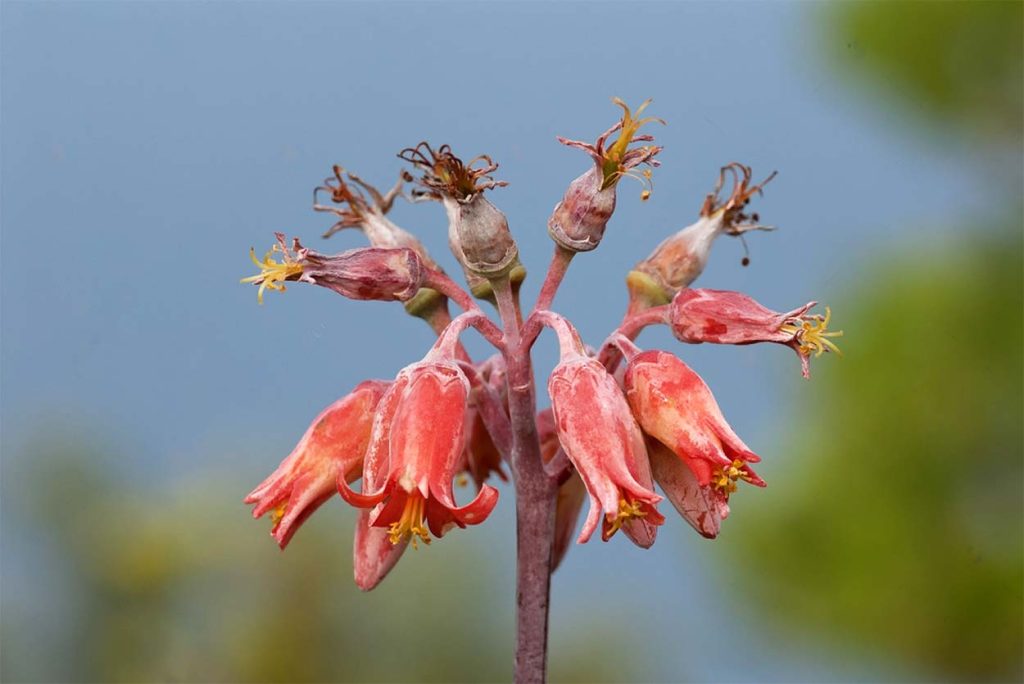 Flores de la Tylecodon Paniculatus