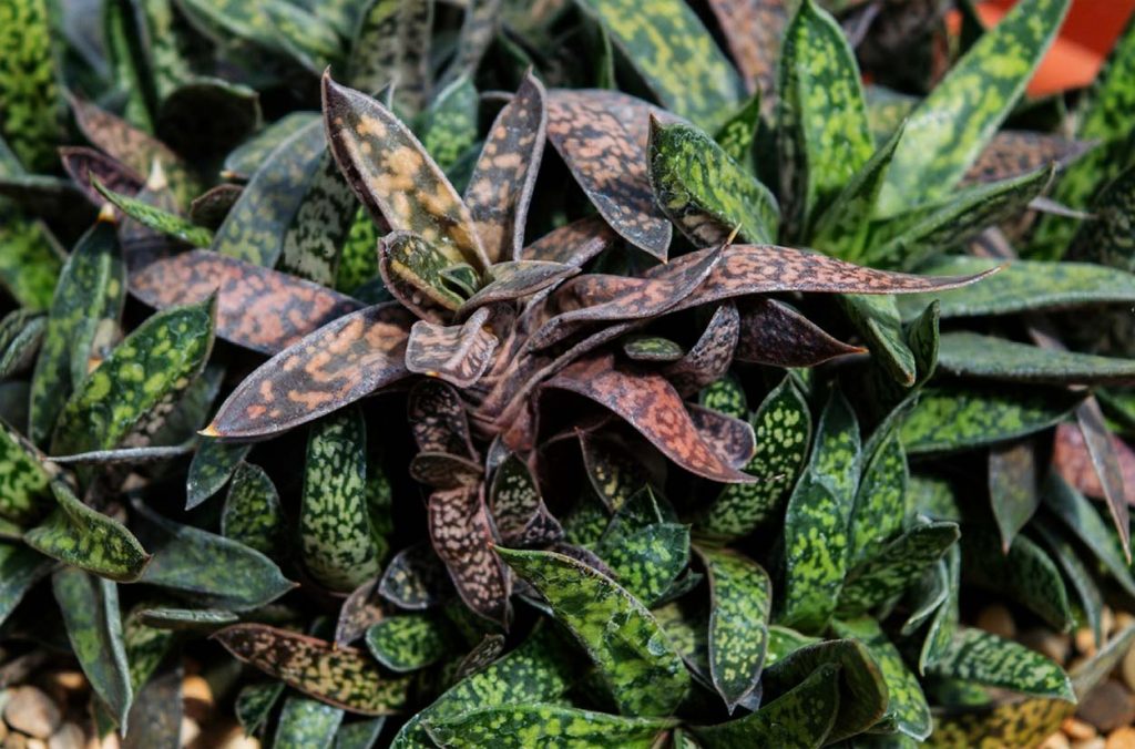Cuidados de la Gasteria Bicolor