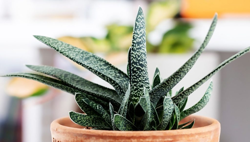 Gasteria Bicolor o Lengua de Buey