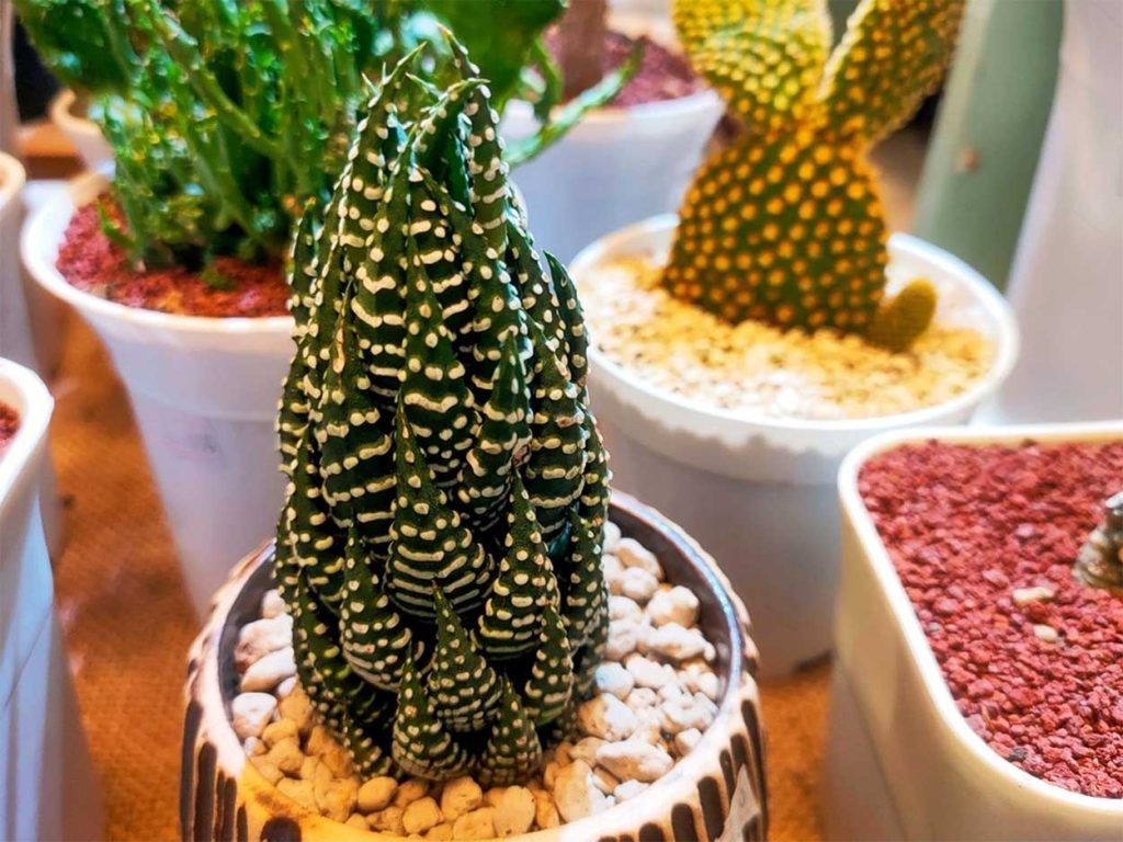 Planta Cebra en Interiores