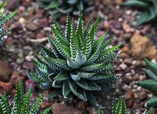 Haworthia Fasciata o Planta Cebra: Características y Cuidados Haworthia Fasciata o Planta Cebra