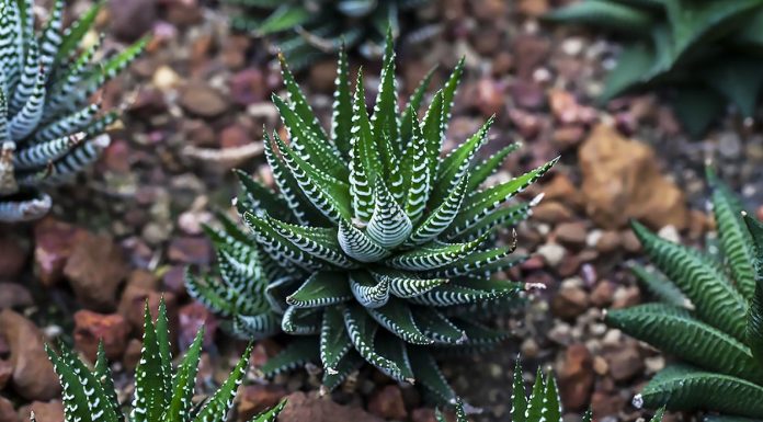 Haworthia Fasciata o Planta Cebra
