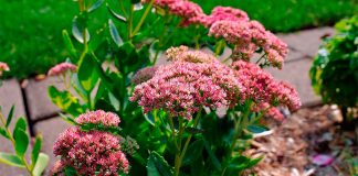 Hylotelephium Spectabile o Sedum de Otoño