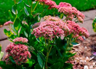 Hylotelephium Spectabile o Sedum de Otoño: Cuidados y Usos Hylotelephium Spectabile o Sedum de Otoño