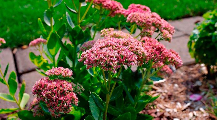 Hylotelephium Spectabile o Sedum de Otoño