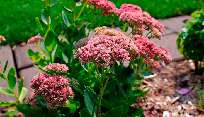 Hylotelephium Spectabile o Sedum de Otoño
